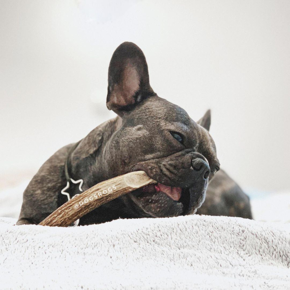 DogsRogs Оленячі роги M для собак малих порід, середньої твердості, 20 см - 2