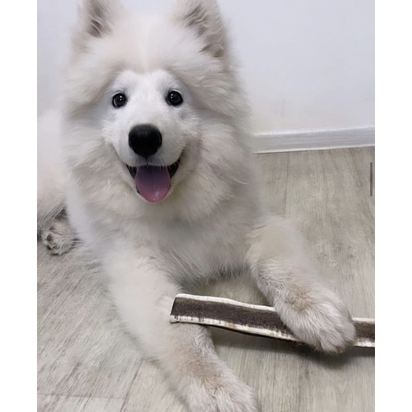 DogsRogs Спліт із рогів оленя L для собак середніх та великих порід, середньої твердості, 30 см - 3