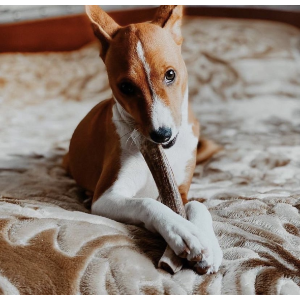 DogsRogs Спліт із рогів оленя M для собак малих і середніх порід, середньої твердості, 20 см - 4