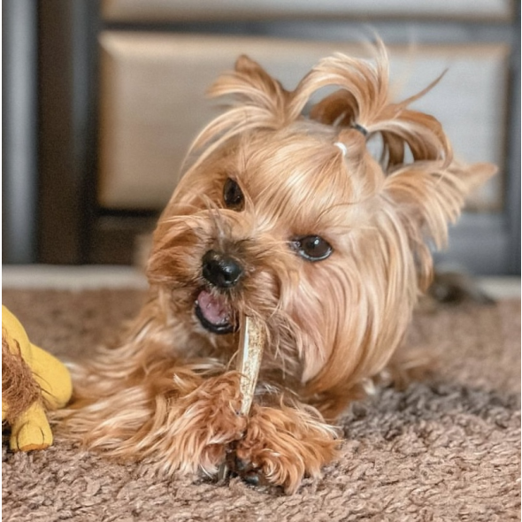 DogsRogs Спліт із рогів оленя S для собак мініатюрних порід, середньої твердості, 10 см - 1