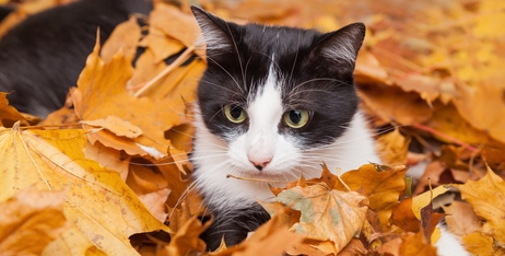 Що потрібно знати про нежить у котів?