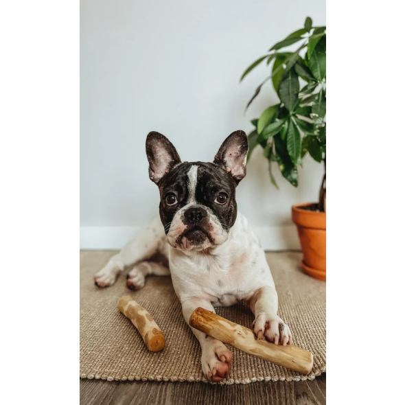 HealthyDoggo Coffee Stick Палиця з кавового дерева для собак, XS, 13х2 см - 3