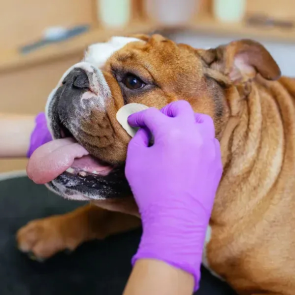 Eye Envy Buldog Wipes Серветки для гігієни шкірних складочок бульдогів, 60 шт - 4