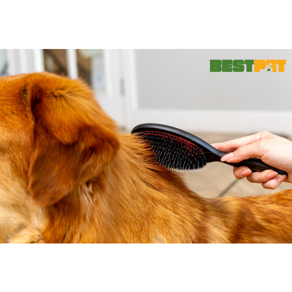 Tauro Pro Line Prestige Щітка з деревини бука і щетини кабана 16 мм з нейлоновими зубчиками, чорна, мала, 18 х 4,6 см - 3