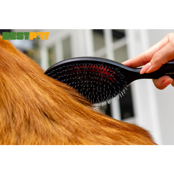 Tauro Pro Line Prestige Щітка з деревини бука і щетини кабана 16 мм з нейлоновими зубчиками, чорна, велика, 24,5 х 8 см - 2