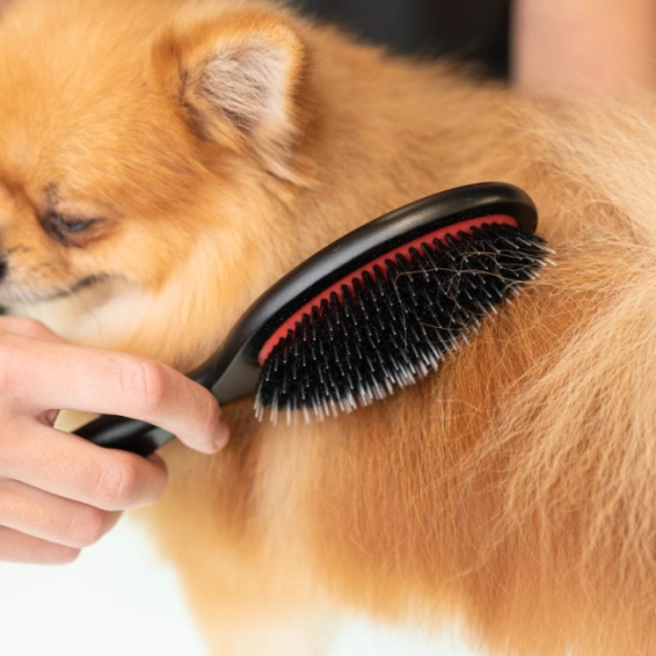 Tauro Pro Line Prestige Щітка з деревини бука і щетини кабана 16 мм з нейлоновими зубчиками, чорна, велика, 24,5 х 8 см - 4