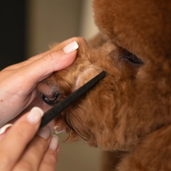 Tauro Pro Line Prestige Щітка з деревини бука і щетини кабана, чорна, довга, 23,5 см - 3