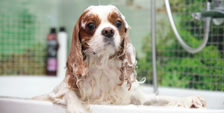 Правда про хімічні компоненти у доглядових засобах для собак