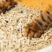 Video VELVET PAW TOFU Наповнювач для туалетів, без запаху, 6 л/2,6 кг - 1