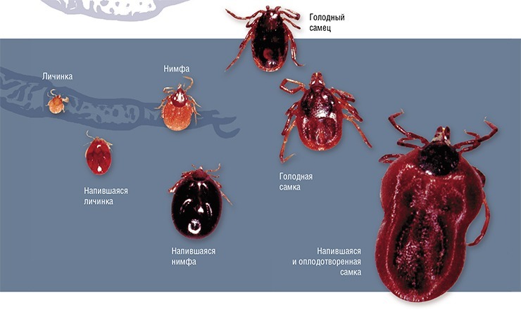 Як виявити кліща на тілі вихованця