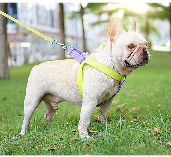 Амуніція для собак