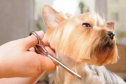 Інструменти для грумінгу