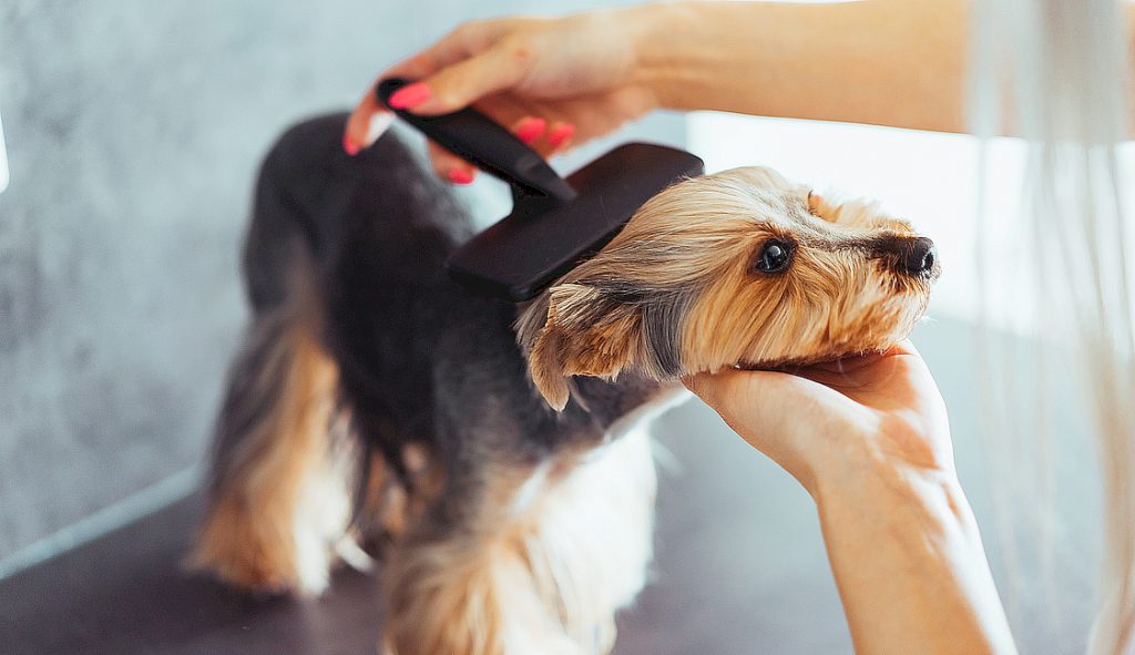 обладнання для грумінгу