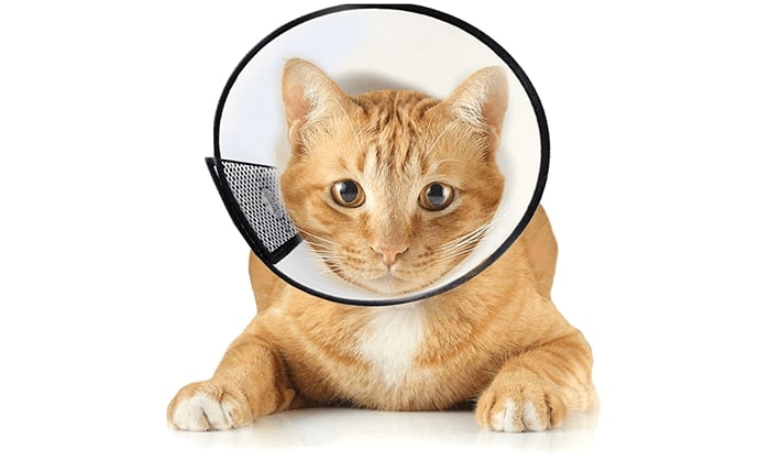 Комір для кота