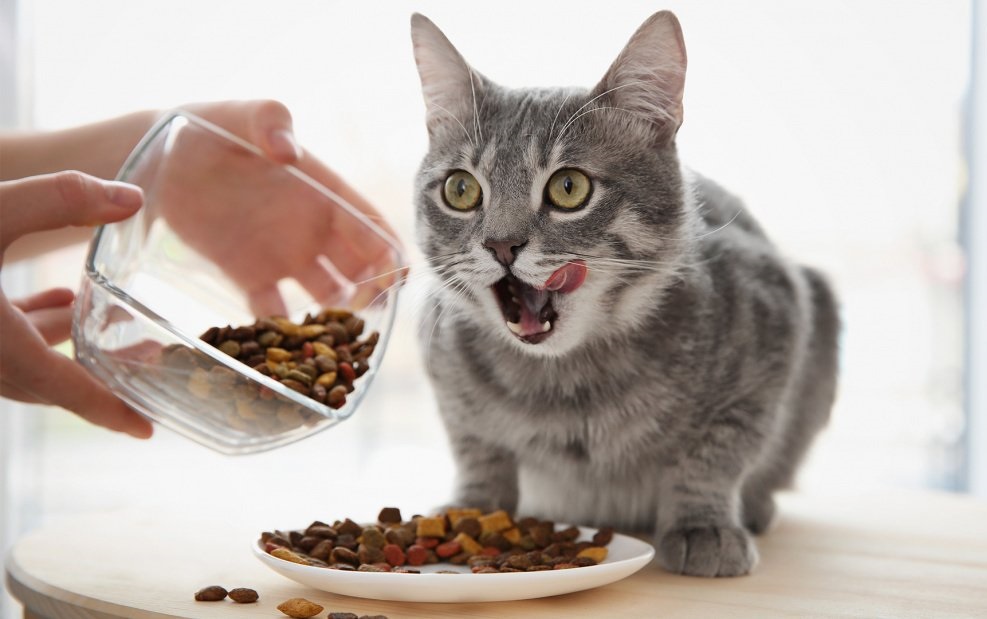 корм для котів преміум класу корм для котів преміум класу