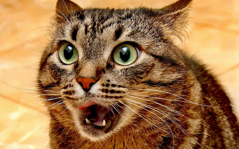 корм для старих котів