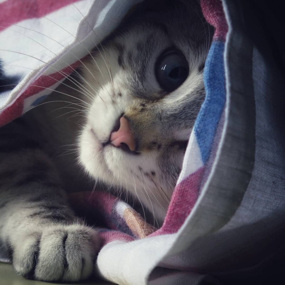 Плед для домашніх тварин