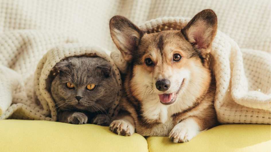 Пледи для собак і котів