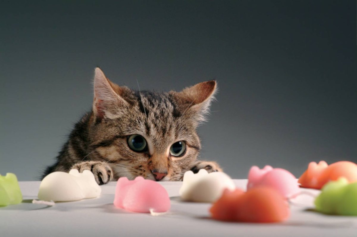 якісні харчові добавки для кішок