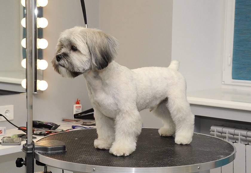 ножиці для грумінгу