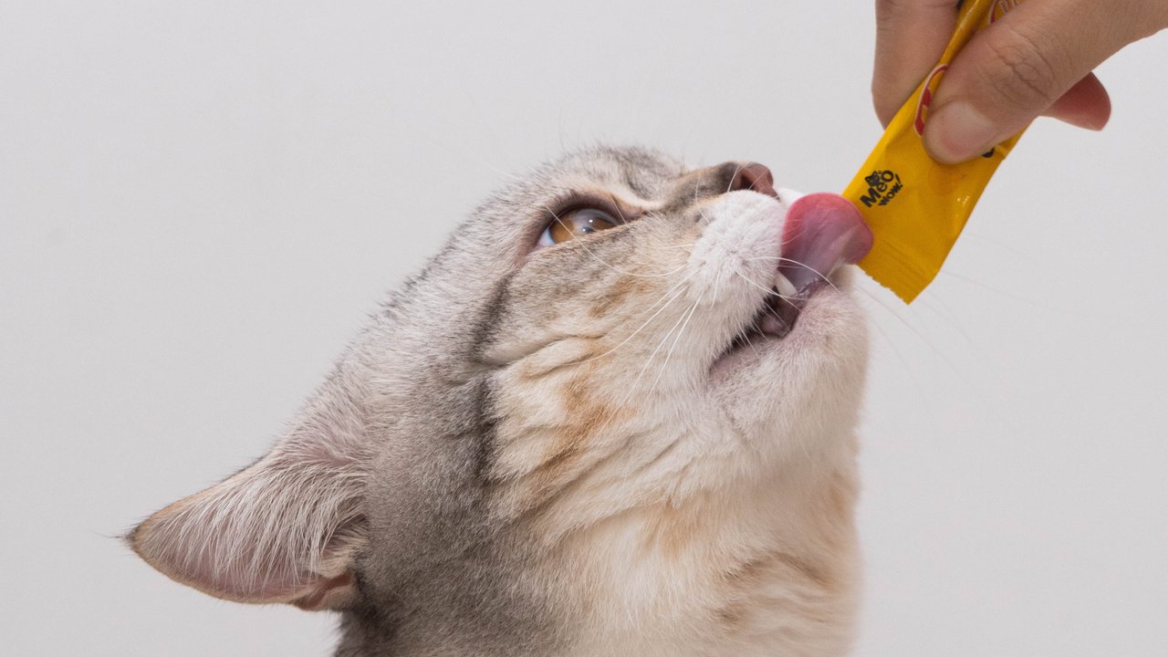 Котячі десерти