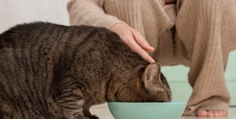 У чому відмінність корму для стерилізованих кішок від звичайного корму?