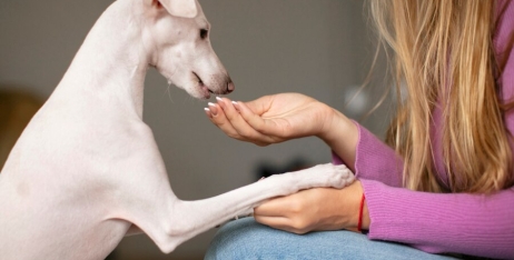 Які вітаміни потрібно давати собаці?