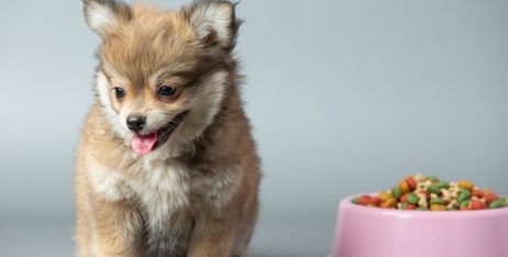 Як поєднувати сухий і вологий корм у раціоні собак