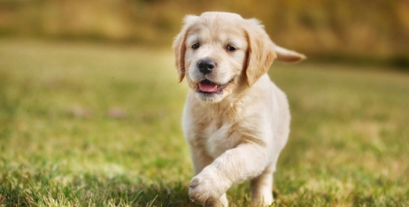 Беззернові корми для цуценят та молодих собак