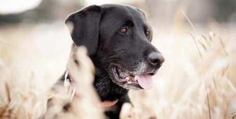Беззерновие корми - інновація в раціоні харчування домашніх тварин
