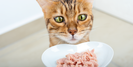 Чи потрібен кішці вологий корм у раціоні