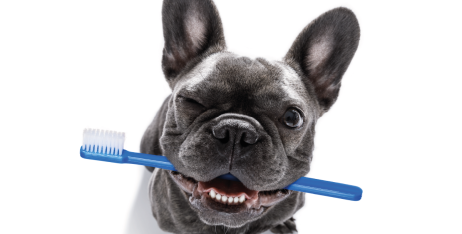 Чим чистити зуби собаці