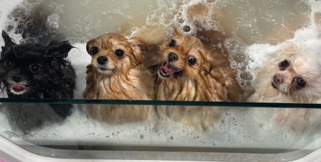 Чому важливо вибирати інноваційні ванни для грумінгу?