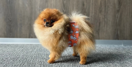 Чи корисні для собак підгузки багаторазового використання?