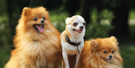 Чи потрібно виховувати собак дрібних порід?