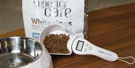 Комашині білки в кормах для домашніх тварин: чи корисний комашиний білок для собак?