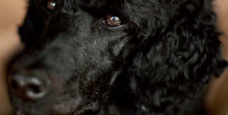 Королівський пудель Вія і Nature's Protection