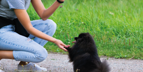 Ласощі для дресирування собак