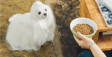 Нове слово у годівлі собак! Natures Protection Superior Care White Dog with Insect Protein