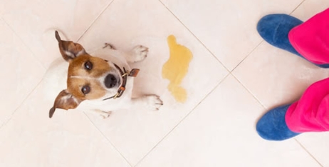 Пелюшки для домашніх улюбленців від Misoko: нові технології на варті чистоти