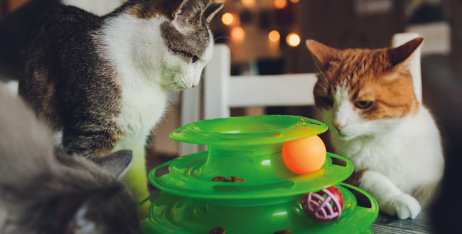 Розвиток кішки: як господареві розвивати інтелект пухнастиків