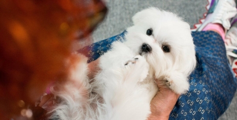 Що я можу дати моєму собаці від алергії?