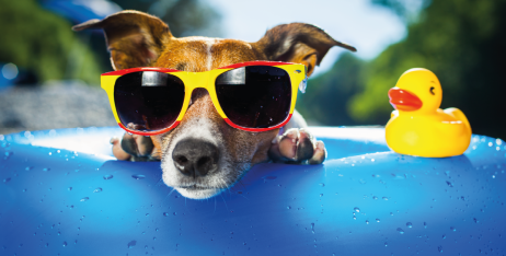 Як допомогти собаці впоратися зі спекою