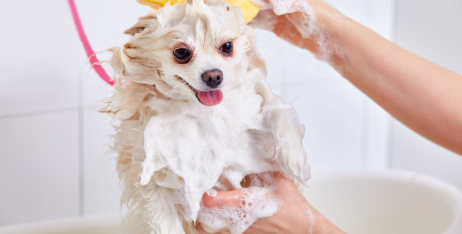 Як правильно купати домашнього улюбленця?