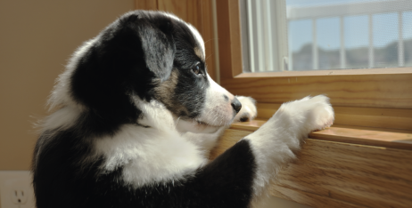 Як привчити собаку залишатися вдома одній