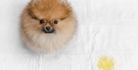 Як привчити цуценя до туалету: корисні поради