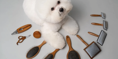 Як вибрати щітку для собаки?
