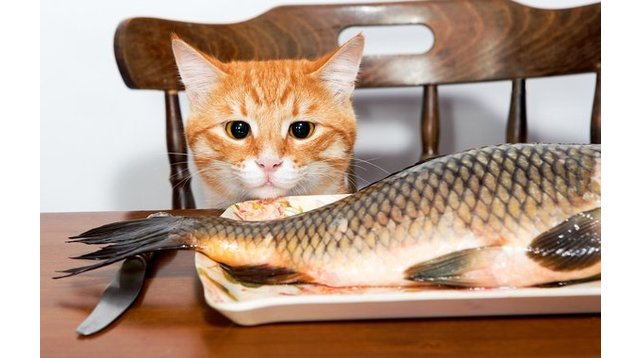 рибний корм