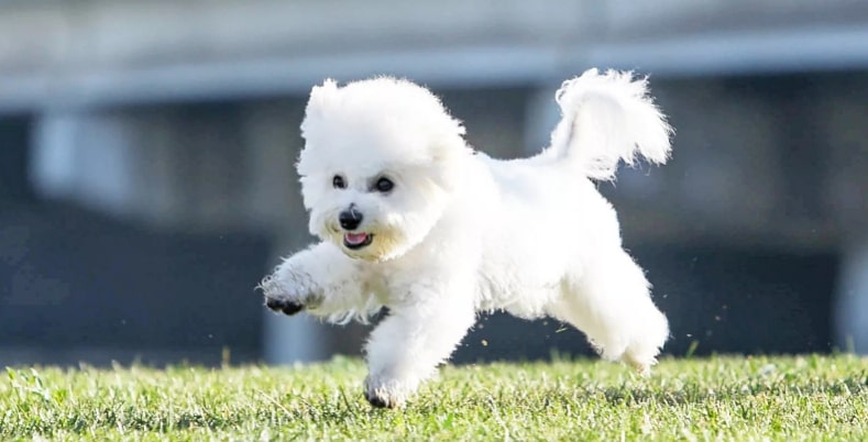 корм для собак білих порід