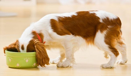 корм для маленьких собак